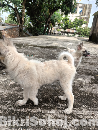 German Shepherd